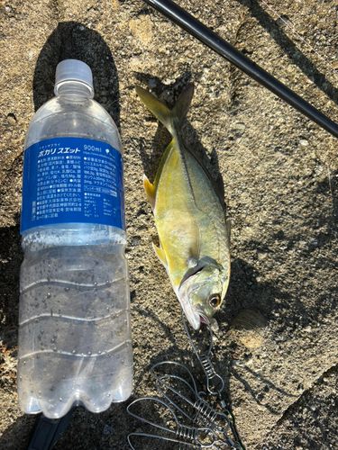 メッキの釣果