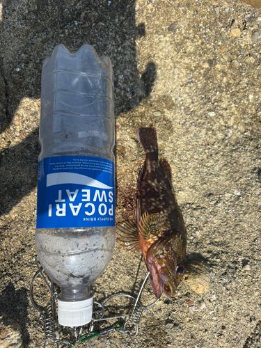 アラカブの釣果