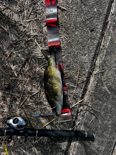 スモールマウスバスの釣果