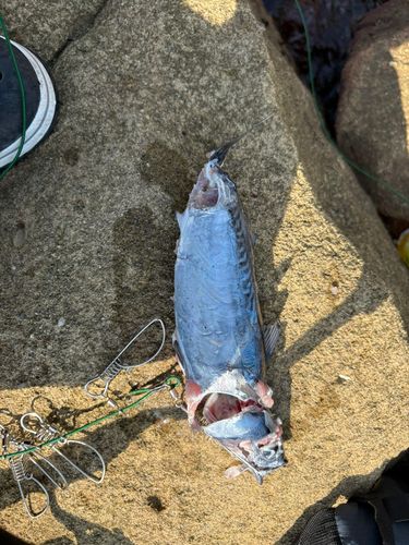 ソウダガツオの釣果