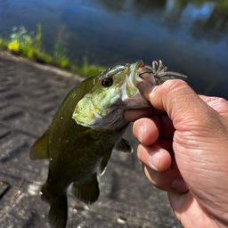 スモールマウスバス