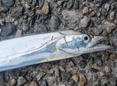 タチウオの釣果