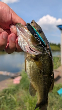 ラージマウスバスの釣果