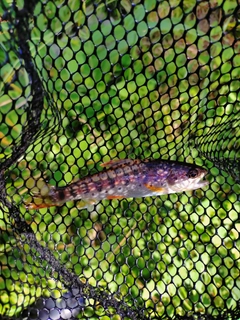 ヤマメの釣果