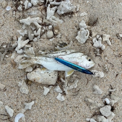 コトヒキの釣果