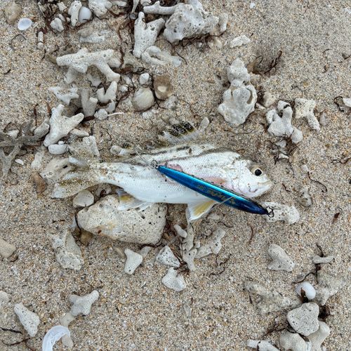 コトヒキの釣果