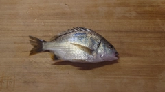 キビレの釣果