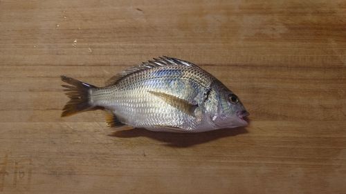 キビレの釣果