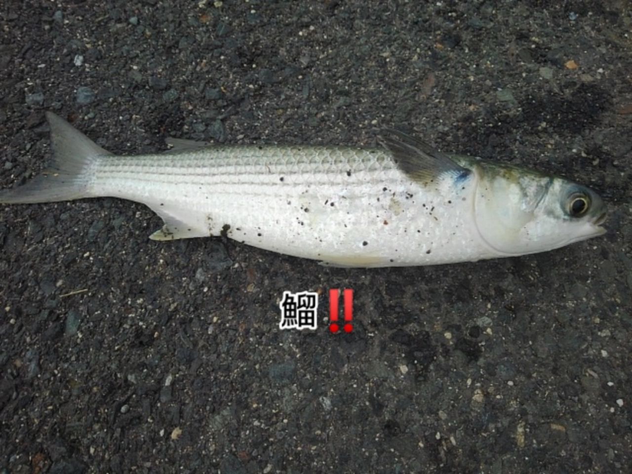 ボラ