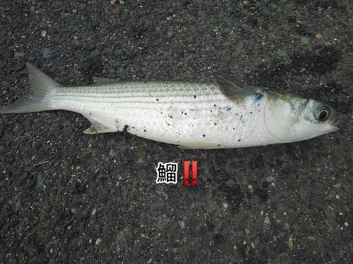 ボラの釣果