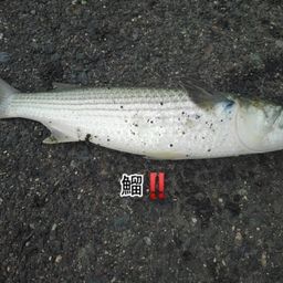 ボラ