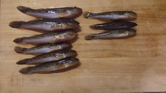 ハゼの釣果