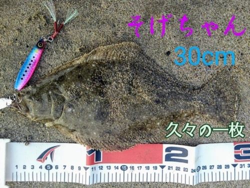 ソゲの釣果