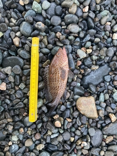 オオモンハタの釣果