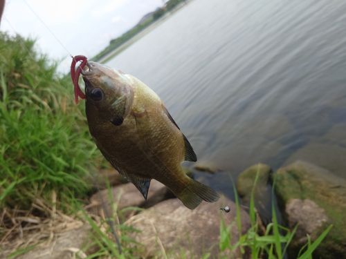 ブルーギルの釣果