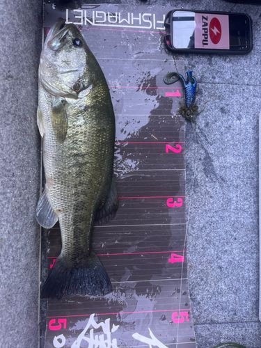 ブラックバスの釣果