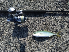 ツバスの釣果