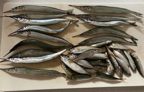 サヨリの釣果