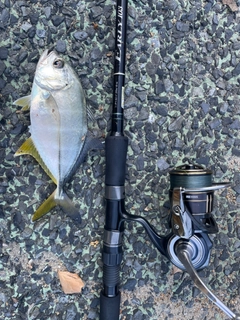 メッキの釣果