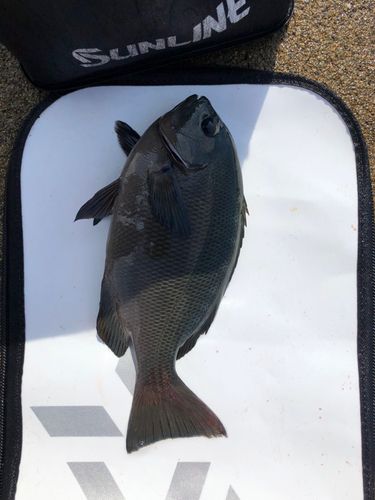 クチブトグレの釣果