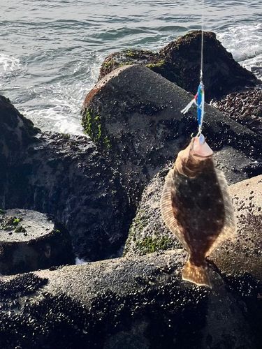 ソゲの釣果