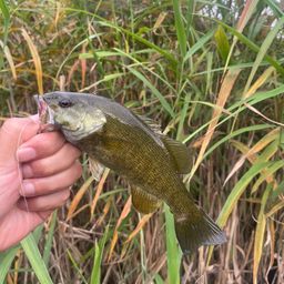 スモールマウスバス