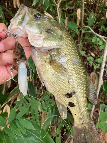 ラージマウスバスの釣果