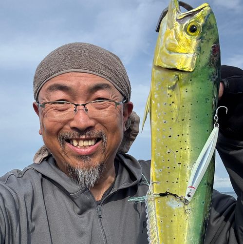 シイラの釣果