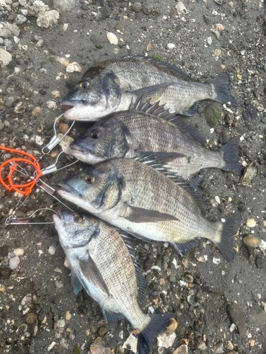 クロダイの釣果