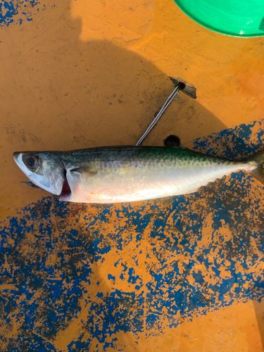 サバの釣果
