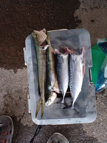 マルソウダの釣果