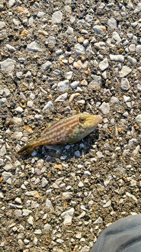 ウマヅラハギの釣果