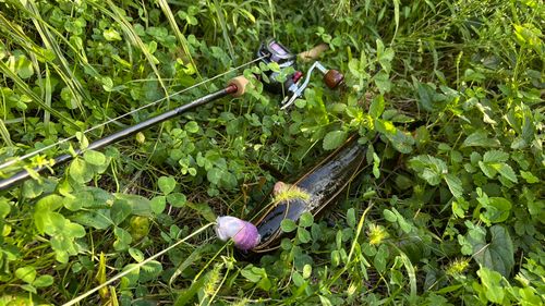 ライギョの釣果