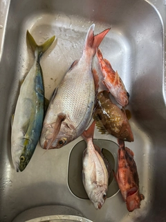 マダイの釣果
