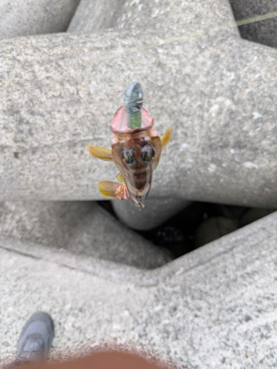 ショゴ