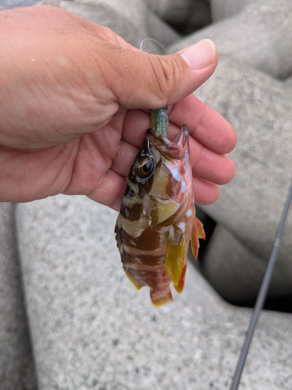 ショゴ