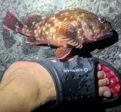 カサゴの釣果