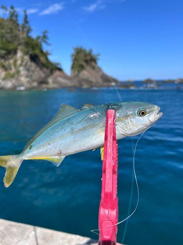 ワカシの釣果