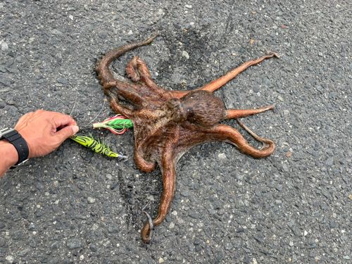 タコの釣果