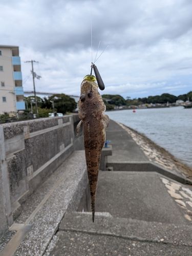 コチの釣果