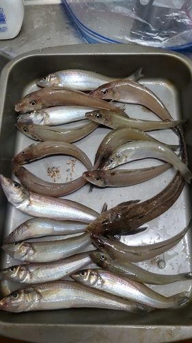 シロギスの釣果