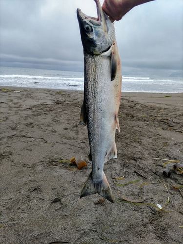 アキアジの釣果