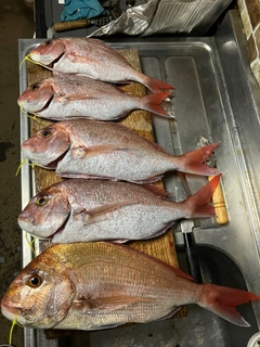 マダイの釣果