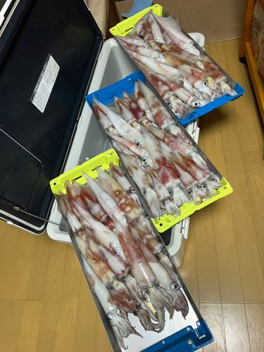 ケンサキイカの釣果