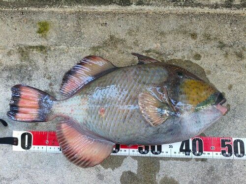 ゴマモンガラの釣果