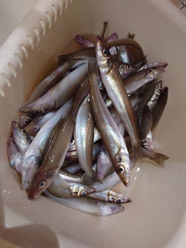 シロギスの釣果