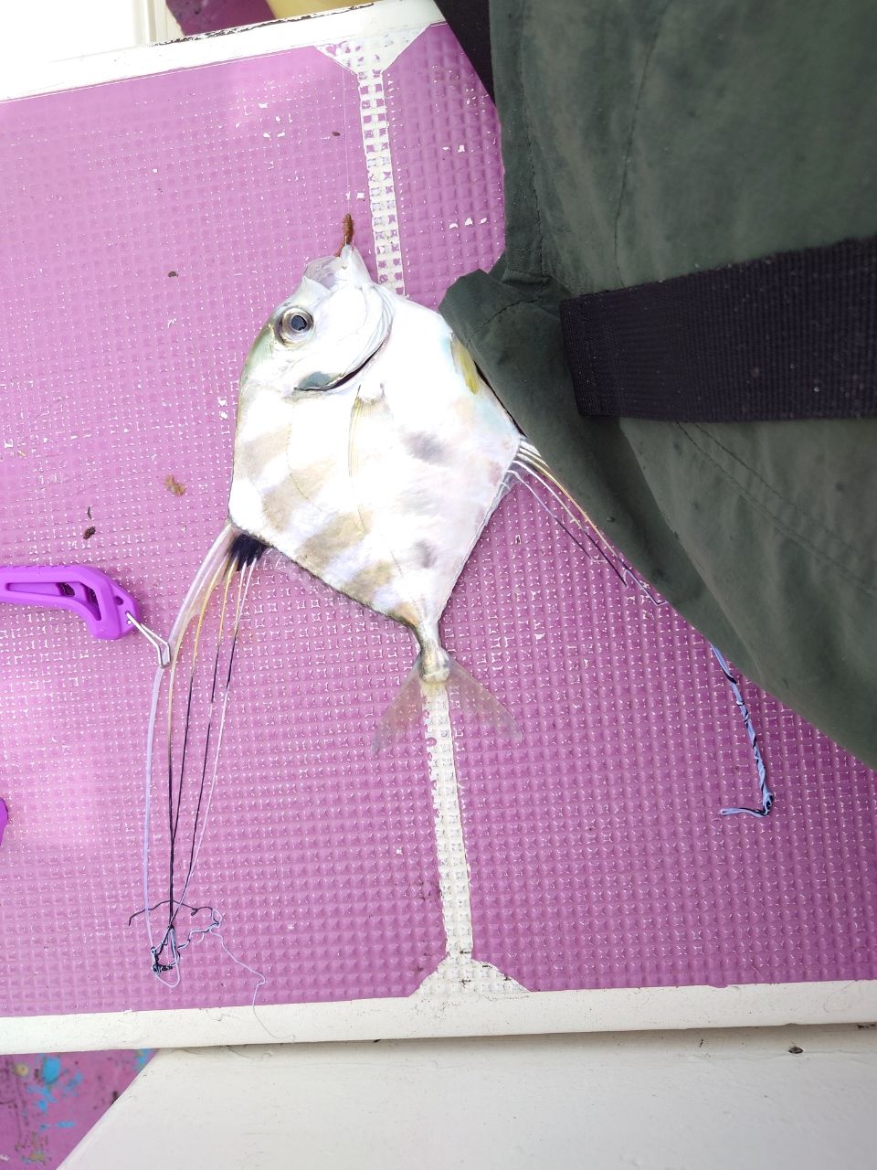 はくさい🎣🐟さんの釣果 3枚目の画像