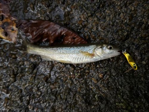 アブラハヤの釣果