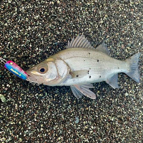 セイゴ（ヒラスズキ）の釣果