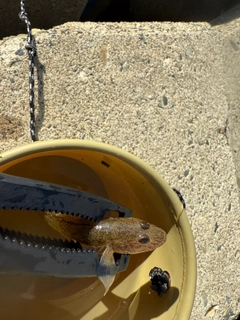 ハゼの釣果
